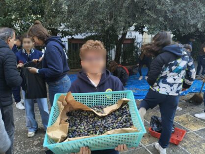 Raccolta delle olive